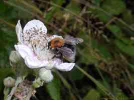 hypnorum worker bumble bee collecting pollen