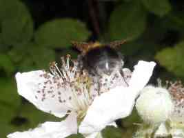 rear abdomen of worker bumble bee