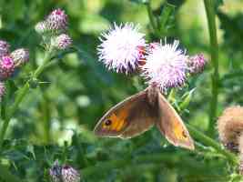 female meadow brown butterfly