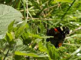 female red admiral butterfly showing underside