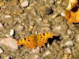 male comma butterfly wings grouped