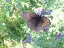 male meadow brown butterfly