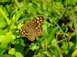 male speckled wood butterfly