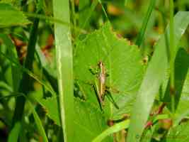 cricket on leaf