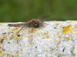 dragonfly laying on gavestone