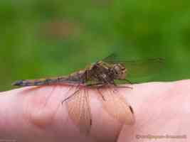 dragonfly on finger