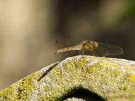 dragonfly sitting on gravestone in sunlight
