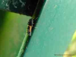 strange spike backed insect larva