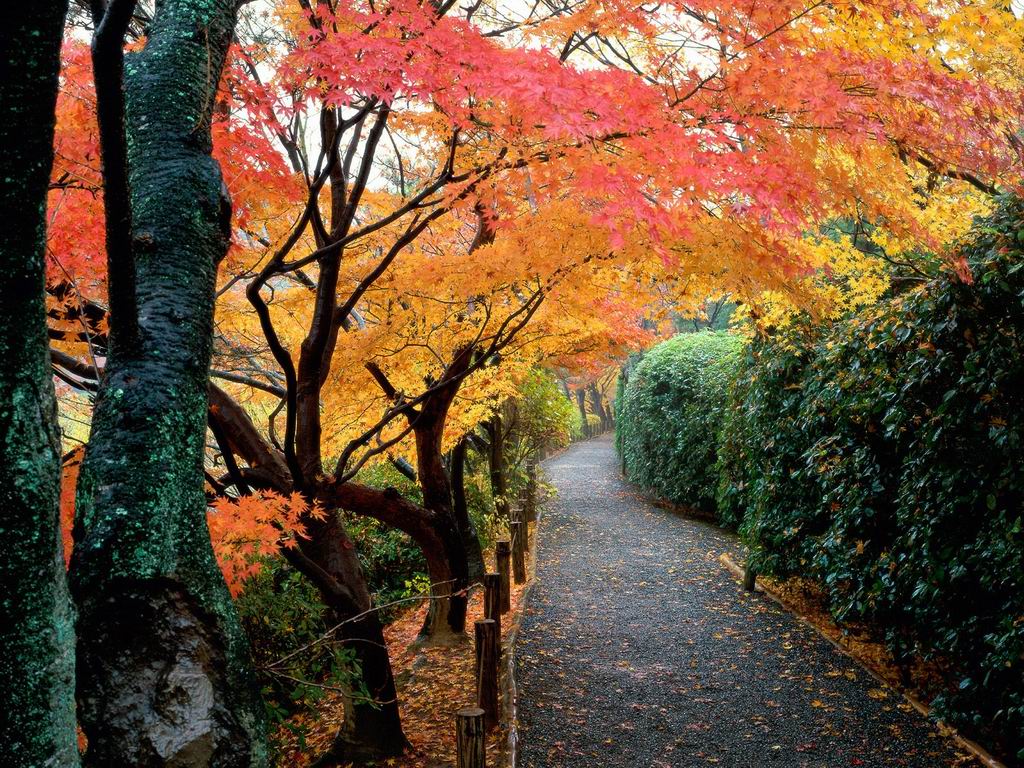 Autumn Colors Kyoto Japan - Autumn Wallpaper
