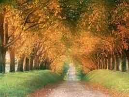 Autumn Road Cognac Region France