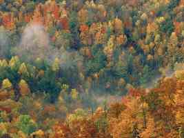 Colorful Autumn Forest Great Smoky National Park Tennessee