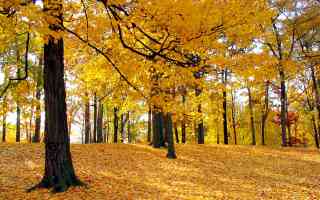 autumn woodland