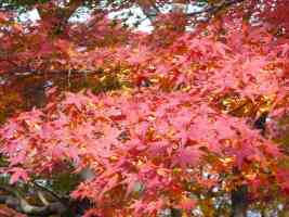 pink red leaves