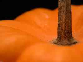 pumpkin stem closeup