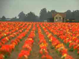 rows of flowers