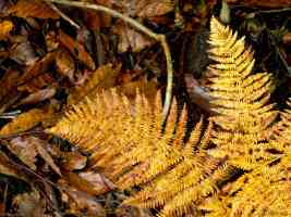 yellow brown ferns