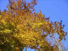 yellow fall leaf colors