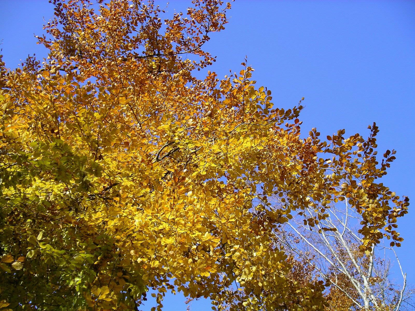 Yellow Fall Leaf Colors - Autumn Wallpaper