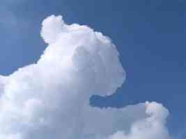 lion cub cloud