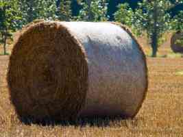 rolled round hay bail