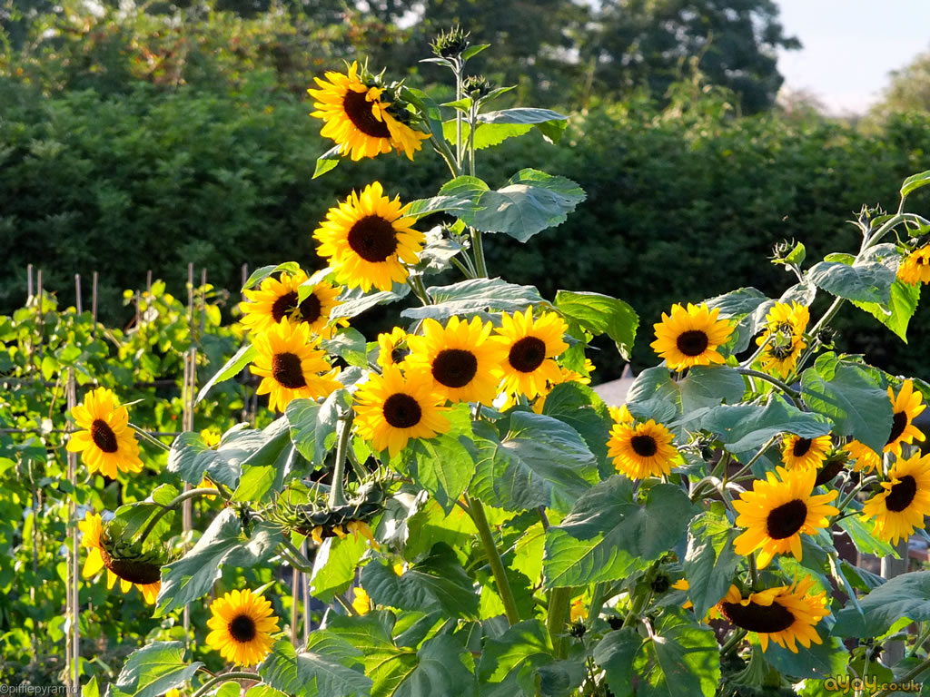 sunflower-patch-flowers-and-plants-wallpaper