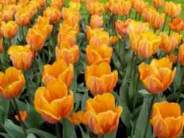 Flowers Tulip Field