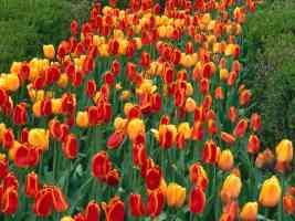 Oxford Elite Tulips Prospect Park Holland Michigan