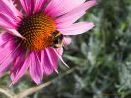 bee on purple coneflower