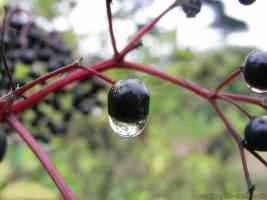 blackcurrant drops