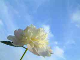 blue sky white flower