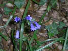 bluebell plant