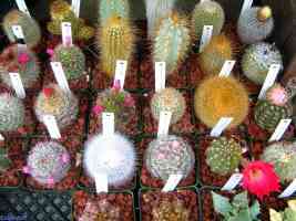 cactus collection