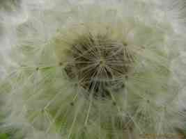 close up dandelion seed
