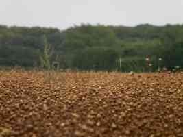 field of flax