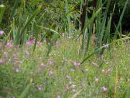flowers and bullrushes 4
