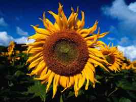 flowers sunflower close up
