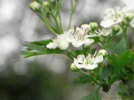 hawthorne blossom