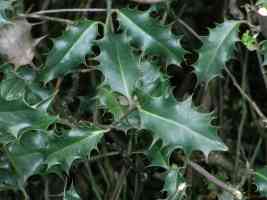 mature holly thorns