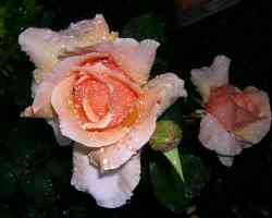 pink rose and raindrops
