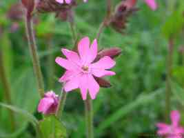 pink wild flower