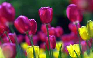 puple spring tulips