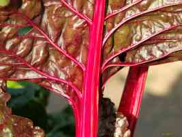 purple chard leaf stem