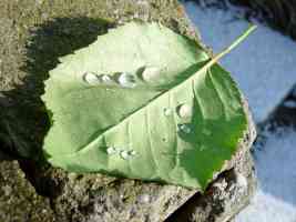 rain droplets on leaf