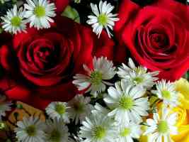 red roses and daisies