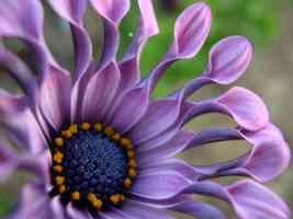 rippled purple petals