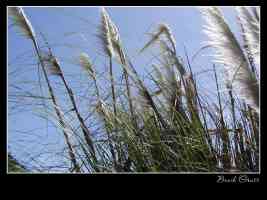 tgwalls plants beachgrass