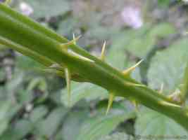 thorny stem