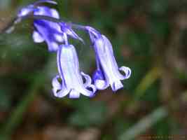 two bluebells