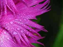 waterdrops on purple flower