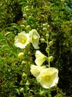 white delphinium flowers